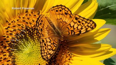 A Photo Worth 500 Dollars, Wicomico County Tourism Hosts Photo Contest