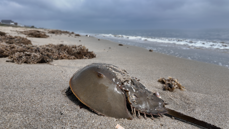 Horseshoe crab crawl
