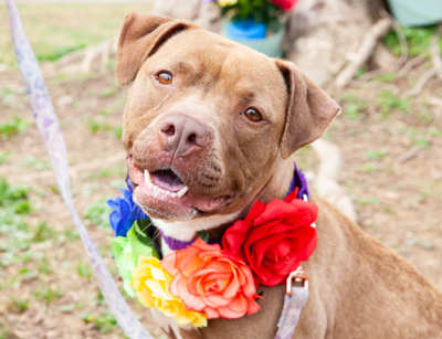 Brandywine Valley SPCA launches 'Petals and Paws' spring adoption special