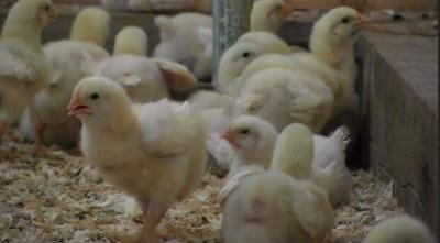 Student Hatches Bright Idea for School's New Mini Chicken House