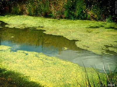 Algae