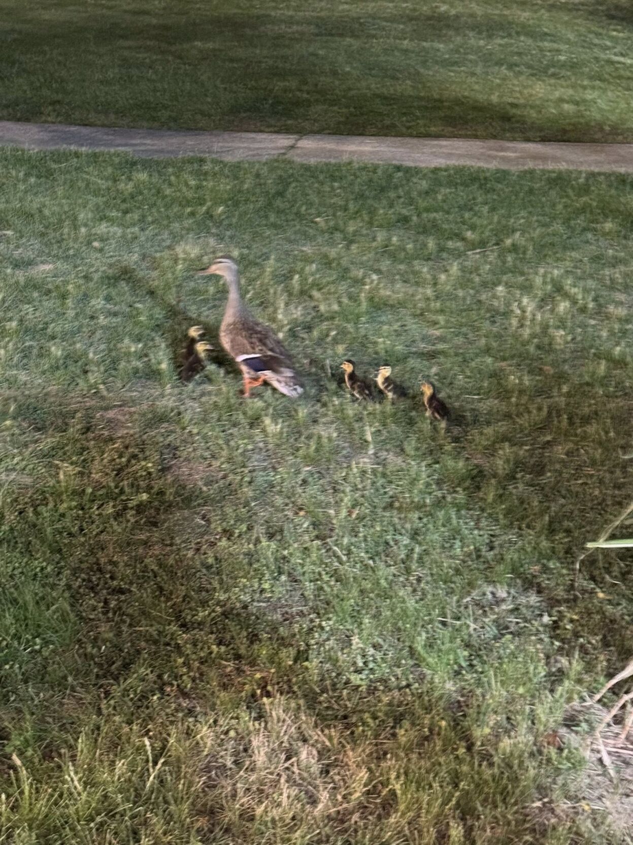 Baby ducklings