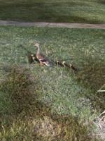 Ducklings rescued from storm drain behind Surfside Outlets in Rehoboth