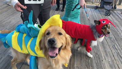 Sea Witch Dog Parade is back in Rehoboth Beach