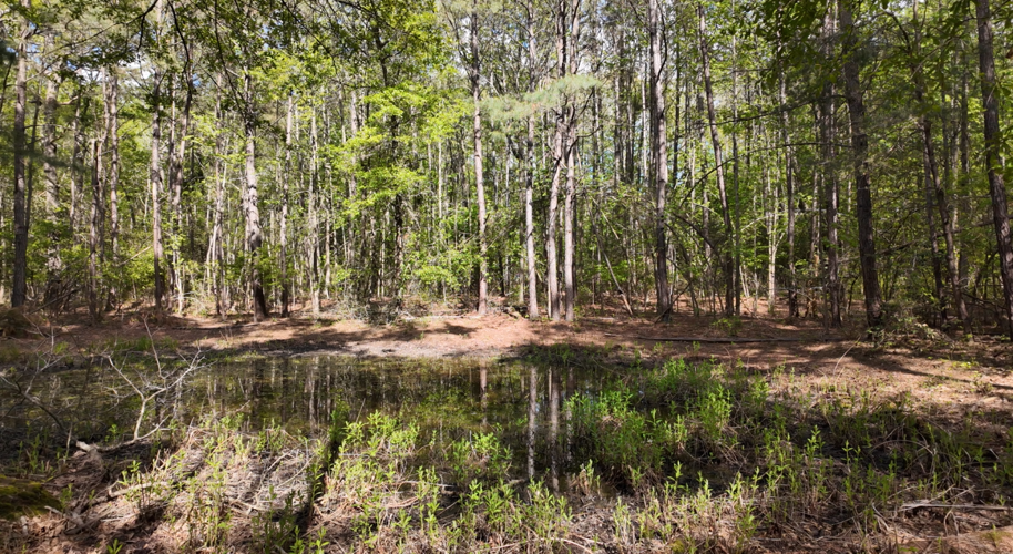 The "secret pond."