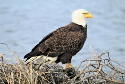 Bald Eagle 1