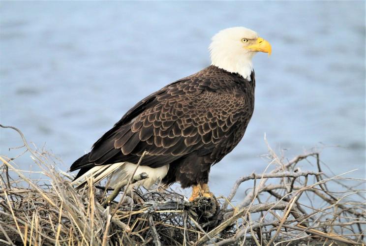 Bald Eagle 1