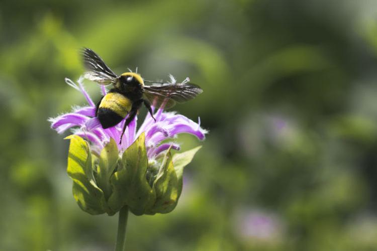 Black and gold bumble bee