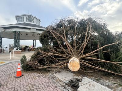 Reho Tree