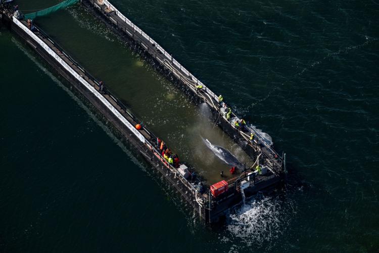 APTOPIX Germany Whale Rescue