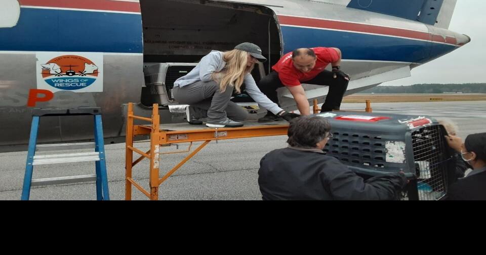 Brandywine Valley SPCA 10th Mega Adoption Event News