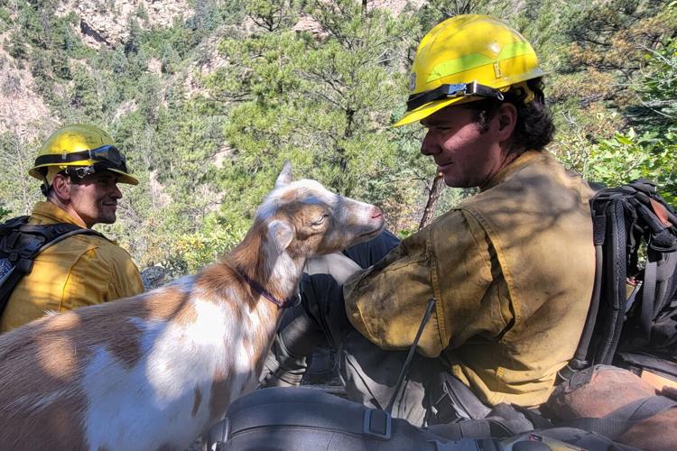 Wildfire Goat
