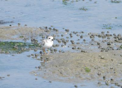 Piping Plover