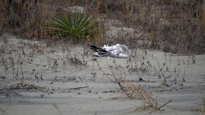 Snow geese dead on the beach