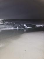 UPDATE: Humpback whale washes ashore at Delaware Seashore State Park