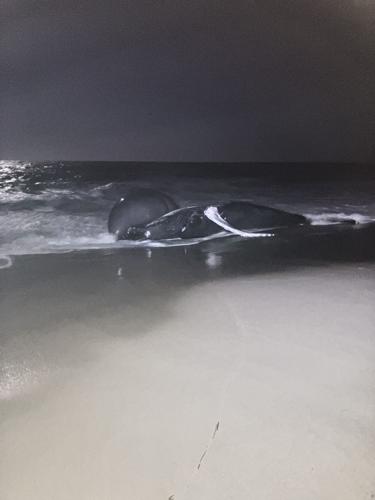 whale