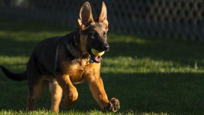 After President Biden Brings Home New Puppy, Finds New Home for Previous Dog, Local Experts Weigh In On What to Know When Bringing Home a New Animal