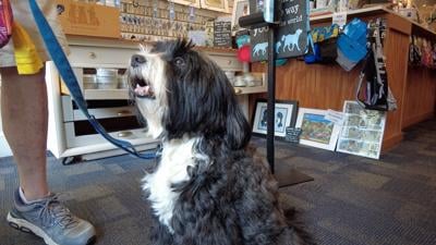How marijuana can be harmful to pets