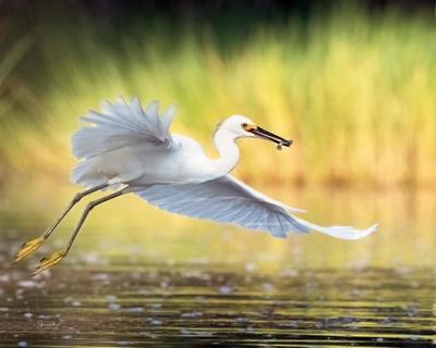 Prime Hook nature photography best in show