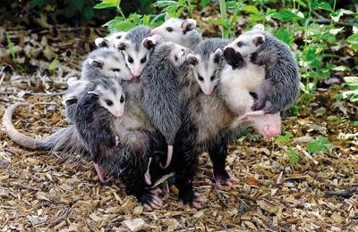 Opossum