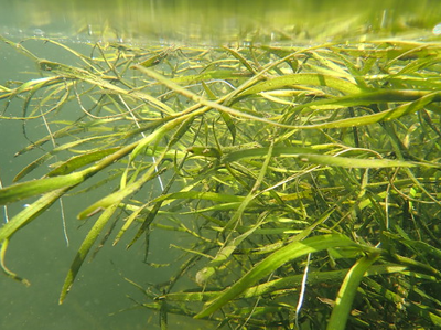 Grass underwater
