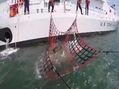 Floating Sea Turtle Rescued