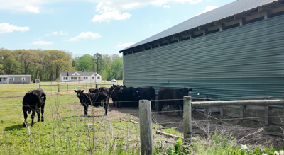 Farmers say they are focusing on keeping livestock cool and hydrated amid rising temperatures.