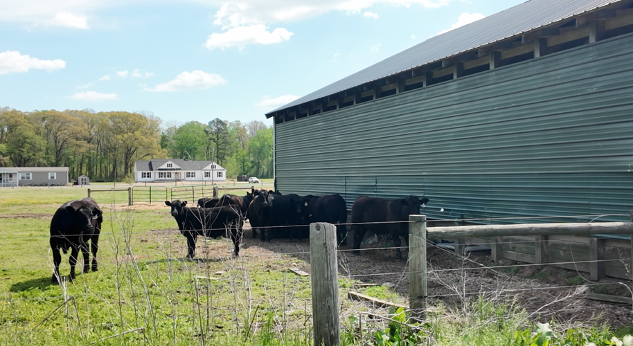 Farmers say they are focusing on keeping livestock cool and hydrated amid rising temperatures.