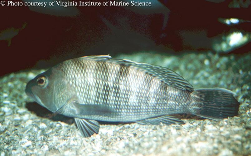 Black Sea Bass