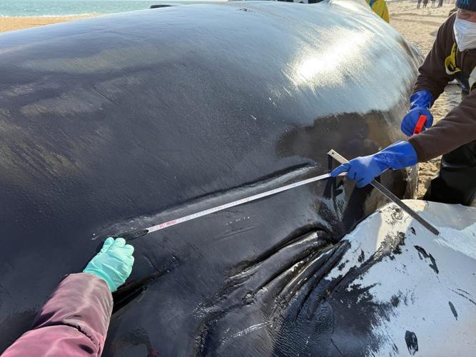 Humpback whale picture from MERR