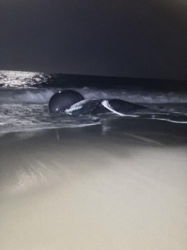 humpback whale