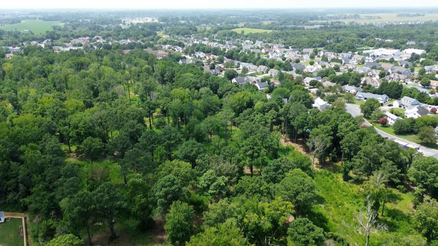 FOREST IMAGE.jpg