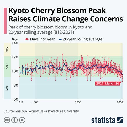 Earlier Bloom Time for Japan Cherry Trees