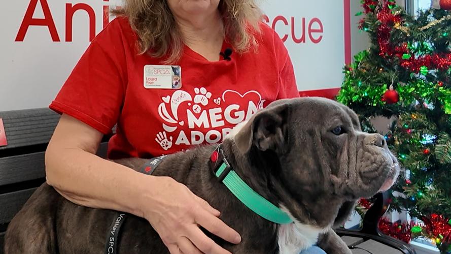 A dog named Martha at BVSPCA ready to be adopted