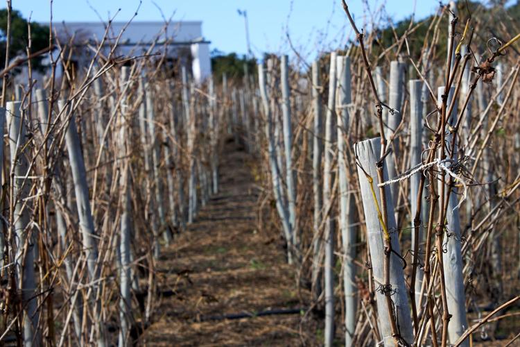 South Africa Home Vineyard