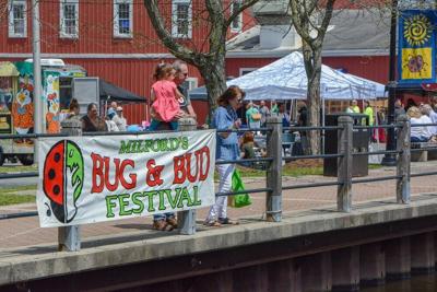 Bug & Bud Festival