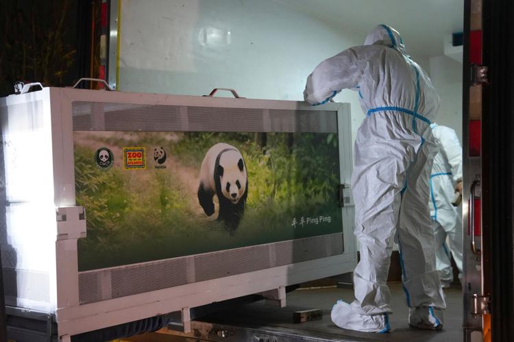 China US Pandas