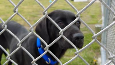 Senate Bill 70 Includes Animals in Domestic Violence Protections