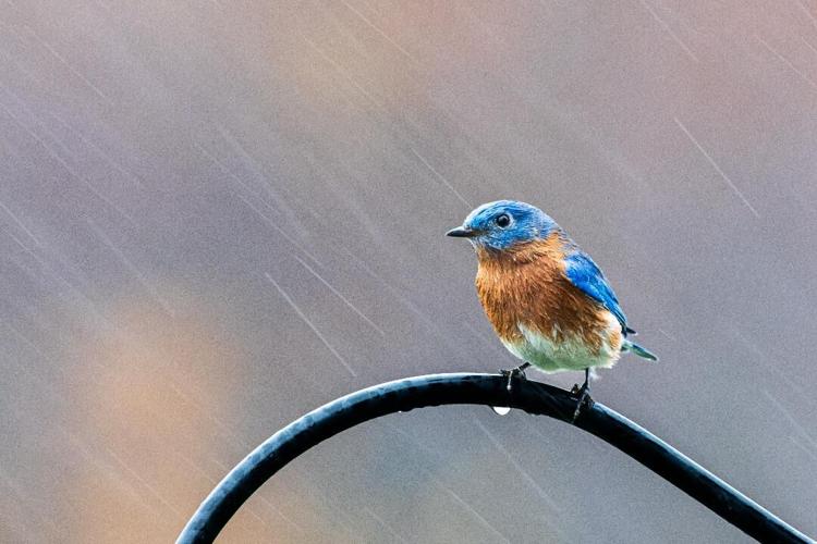 Rainy Day Bluebird