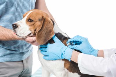 Vet