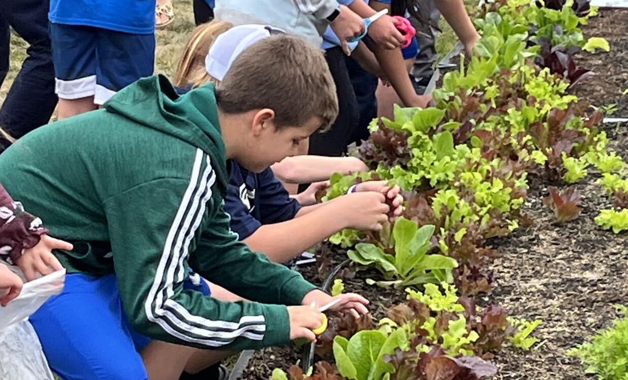 Lewes Elementary School Garden Harvest