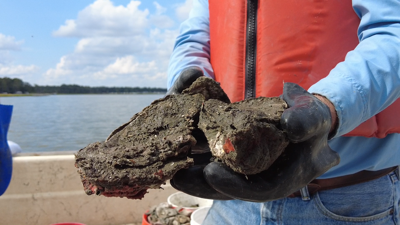 More oysters added to Rehoboth Bay in replenishment effort