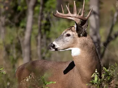 State officials respond after first chronic wasting disease cases found in Delaware deer