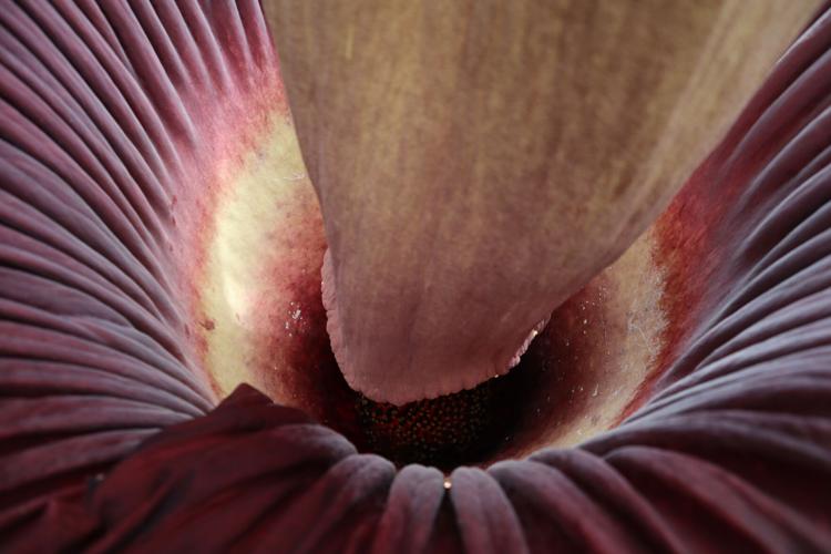 Corpse Flower