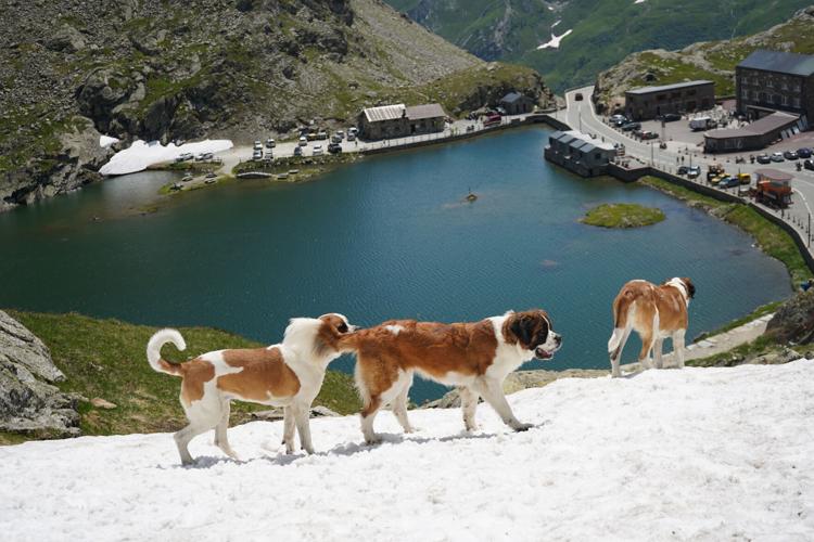 Switzerland Saint Bernard Dogs