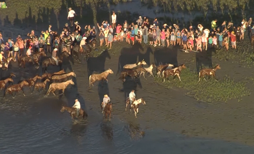 2023 Chincoteague Pony Swim
