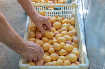 a persons hands sort through potatoes in a food storage crate 