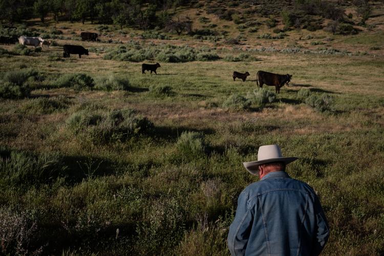 Beef Prices Ranchers