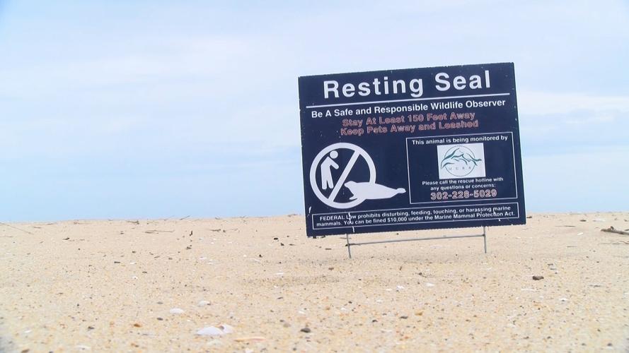 seal2