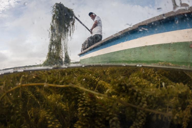 APTOPIX Climate Colombia Invasive Plants